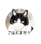 Lovely Cats +1 in The Blog 4（個別スタンプ：10）