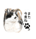 Lovely Cats +1 in The Blog 4（個別スタンプ：28）