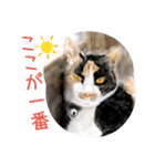 Lovely Cats +1 in The Blog 4（個別スタンプ：35）