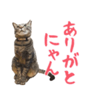 ネコビルの保護猫たち【2】（個別スタンプ：2）