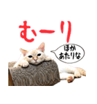 ネコビルの保護猫たち【2】（個別スタンプ：10）