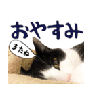 ネコビルの保護猫たち【2】（個別スタンプ：18）