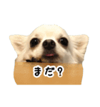 元保護犬チワワのエース（個別スタンプ：26）