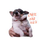 Hero Fat Dog（個別スタンプ：6）