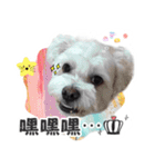 Otto - The Fluffy Copoochon（個別スタンプ：5）