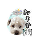 Otto - The Fluffy Copoochon（個別スタンプ：12）