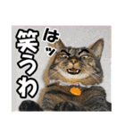 リアルキジトラ❤笑える猫写真3（個別スタンプ：39）
