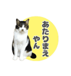 猫と黒柴のスタンプ（個別スタンプ：4）