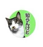 猫と黒柴のスタンプ（個別スタンプ：6）