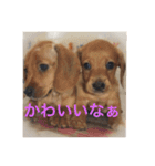 愛犬の関西弁スタンプ~その1（個別スタンプ：1）