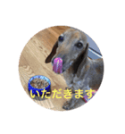 愛犬の関西弁スタンプ~その1（個別スタンプ：3）