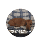 愛犬の関西弁スタンプ~その1（個別スタンプ：6）