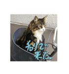 使えそうな猫（個別スタンプ：5）