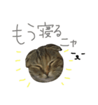 使えそうな猫（個別スタンプ：14）