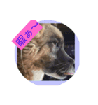 愛犬 しっぽ（個別スタンプ：1）