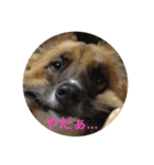 愛犬 しっぽ（個別スタンプ：8）