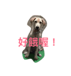 doglive（個別スタンプ：3）