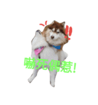 Sleddog Husky Michael  and Samoyed Puyo（個別スタンプ：3）