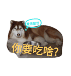 Sleddog Husky Michael  and Samoyed Puyo（個別スタンプ：4）