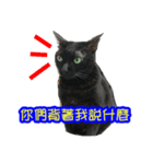 Black Cat's Daily（個別スタンプ：1）