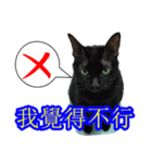 Black Cat's Daily（個別スタンプ：5）