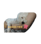 puppy  pets（個別スタンプ：2）