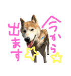 柴犬 空（個別スタンプ：11）