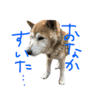 柴犬 空（個別スタンプ：21）