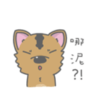 Taiwan Dog-Little Pi（個別スタンプ：13）