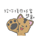 Taiwan Dog-Little Pi（個別スタンプ：17）