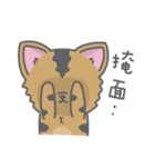 Taiwan Dog-Little Pi（個別スタンプ：21）