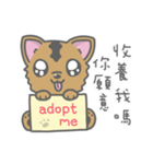 Taiwan Dog-Little Pi（個別スタンプ：36）