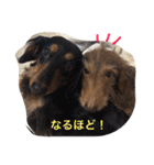 Waiting dogs（個別スタンプ：20）