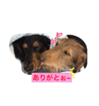 Waiting dogs（個別スタンプ：24）