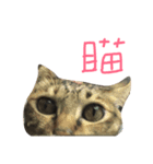 Lulu is cat（個別スタンプ：14）