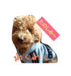 toypoodle RURU（個別スタンプ：2）