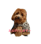 toypoodle RURU（個別スタンプ：8）