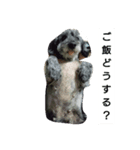 ミミちゃんのスタンプ（個別スタンプ：1）