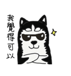 Husky everyday（個別スタンプ：4）