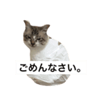 NO CAT！ NO LIFE！（個別スタンプ：4）