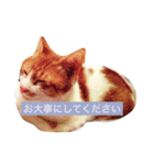 NO CAT！ NO LIFE！（個別スタンプ：9）