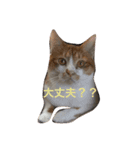 NO CAT！ NO LIFE！（個別スタンプ：10）