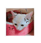 子猫のうにといくらpart2（個別スタンプ：14）