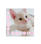 子猫のうにといくらpart2（個別スタンプ：21）