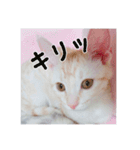 子猫のうにといくらpart2（個別スタンプ：24）