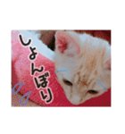 子猫のうにといくらpart2（個別スタンプ：31）