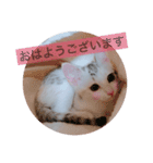 子猫のうにといくらpart2（個別スタンプ：37）