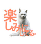 毎日癒し猫+あんず（個別スタンプ：4）