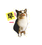 Tapioca ball Cat（個別スタンプ：3）