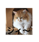 猫です。のん王子andあんず姫（個別スタンプ：2）